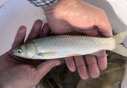 長江草魚苗